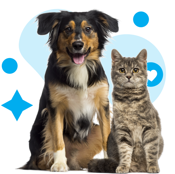 Cachorro e Gato
